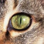 Cats-Eye-1